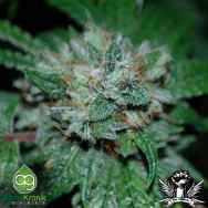 AlphaKronik Genes Seeds White Diamonds